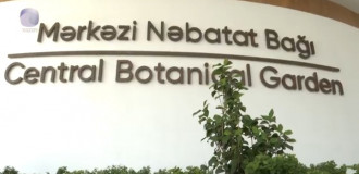 Nəbatat bağında azyaşlını ilan sancıb?