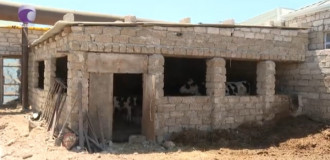 Bakıda qonşunun heyvan saxlaması sakinlərin narazılığına səbəb olub