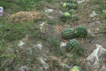 Qarpızlar sahələrdə qaldı – Yerində 5- 10 qəpiyə təklif olunur