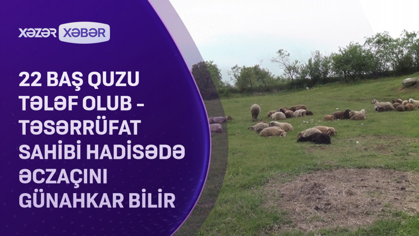 22 baş quzu tələf olub - Təsərrüfat sahibi hadisədə əczaçını ittiham edir